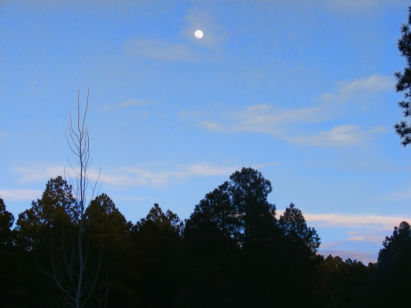 Moon over the pines in Pinetop at dusk